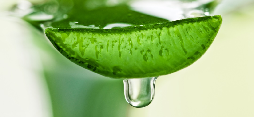 aloehome-chrysa-ntziouni-aloe-vera Aloe Home Forever Living | aloehome.gr | chrysa-ntziouni-aloe-vera