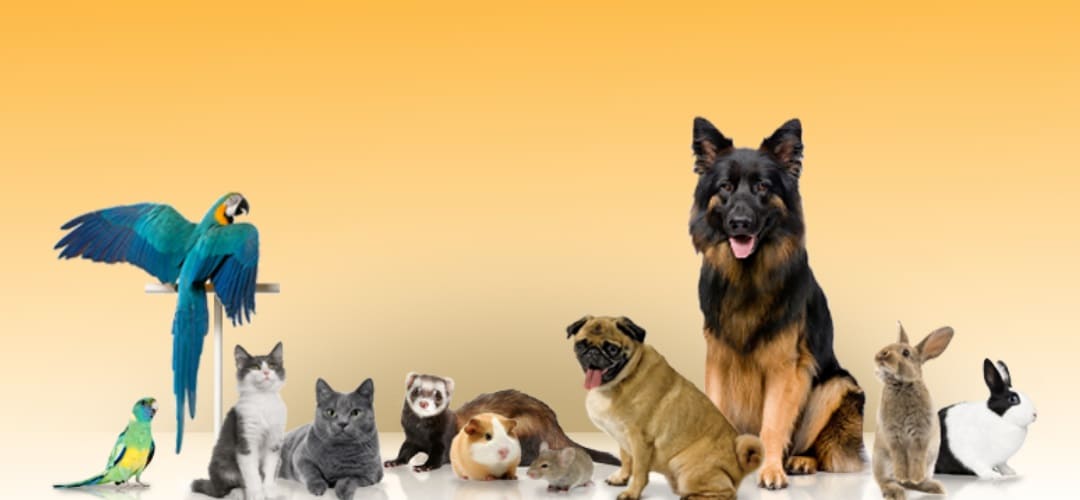 Αλόη Βέρα Forever Living | aloehome.gr | chrysa-ntziouni-pets