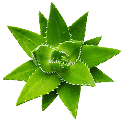 Πνευματική Φύση Αλόη Βέρα-aloehome-chrysa-ntziouni-aloe-vera-the-star-plant